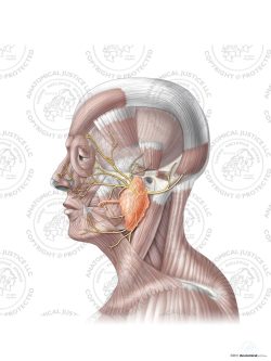 Cranial Nerve VII (7) – The Facial Nerve – No Text