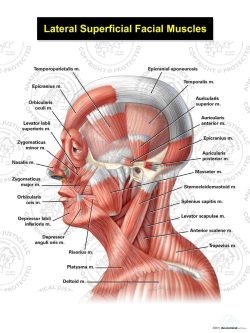 Lateral Superficial Facial Muscles
