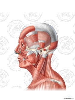 Lateral Superficial Facial Muscles – No Text
