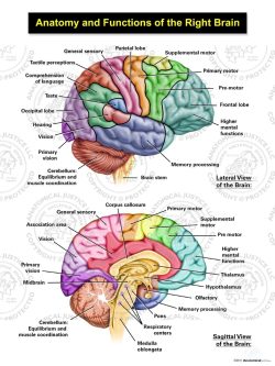 Anatomy and Functions of the Right Brain