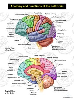 Anatomy and Functions of the Left Brain