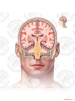 Coronal Brain Anatomy – Adult – No Text