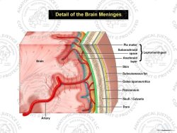 Detail of the Brain Meninges