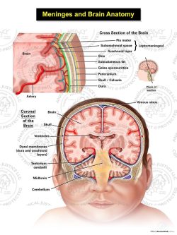 Meninges of the Brain – Infant