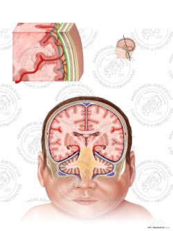 Meninges of the Brain – Infant – No Text