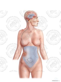 Female Right Posterior Ventriculo – Peritoneal Shunt – No Text