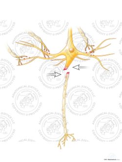 Shearing of an Axon Due To Applied Forces – White – No Text