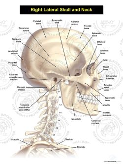 Right Lateral Skull and Neck