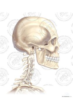 Right Lateral Skull and Neck – No Text