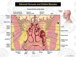 Ethmoid Sinuses and Orbital Muscles