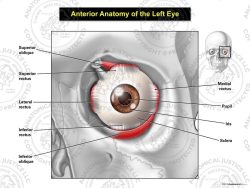 Anterior Anatomy of the Left Eye