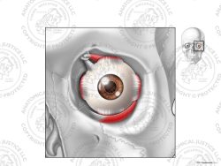 Anterior Anatomy of the Left Eye – No Text