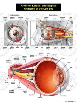 Anterior, Lateral, and Sagittal Anatomy of the Left Eye
