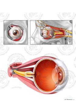 Anterior, Lateral, and Sagittal Anatomy of the Left Eye – No Text