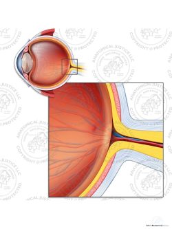 Normal Right Optic Disc – No Text