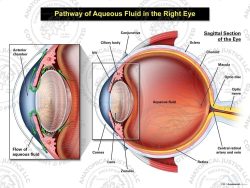 Pathway of Aqueous Fluid in the Right Eye