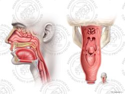 Male Anatomy of the Piriform Sinus – No Text
