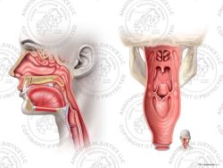 Female Anatomy of the Piriform Sinus – No Text