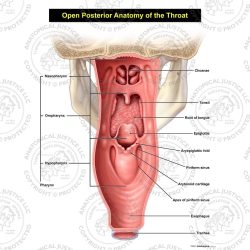 Open Posterior Anatomy of the Throat