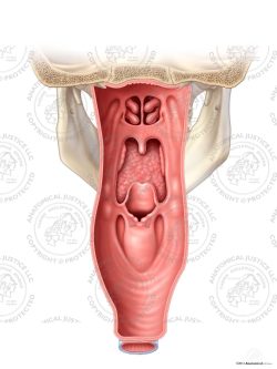 Open Posterior Anatomy of the Throat – No Text