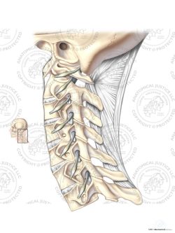 Normal Lateral Cervical Spine – No Text