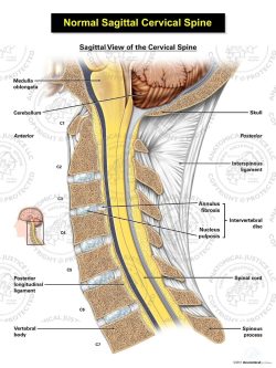 Normal Sagittal Cervical Spine
