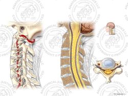 Vasculature of the Cervical Spine – No Text