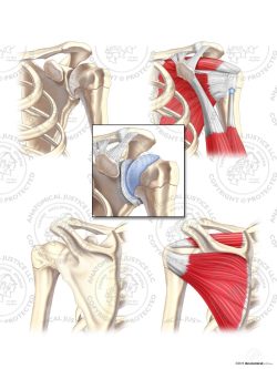 Anterior and Posterior Anatomy of the Left Shoulder – No Text