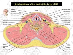 Axial Anatomy of the Neck at the Level of C6