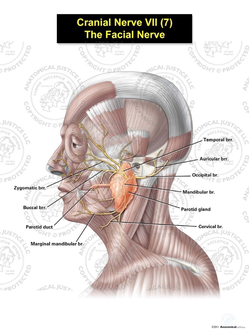 Cranial Nerve VII (7) – The Facial Nerve