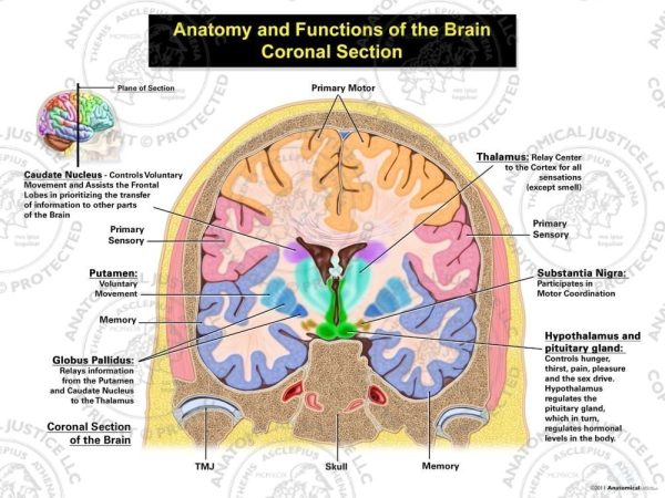 coronal anatomy and functions of the brain.
