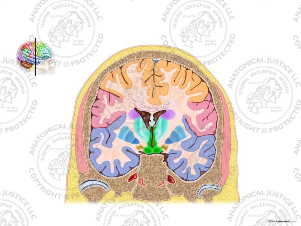 Anatomy and Functions of the Brain – Coronal Section – No Text