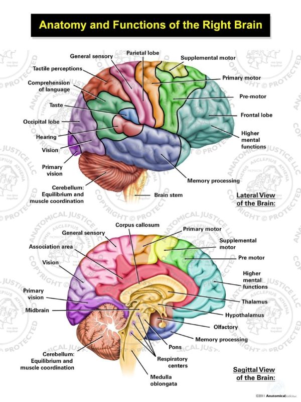 functions of the right brain