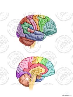 Anatomy and Functions of the Right Brain – No Text