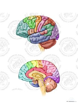 Anatomy and Functions of the Left Brain – No Text