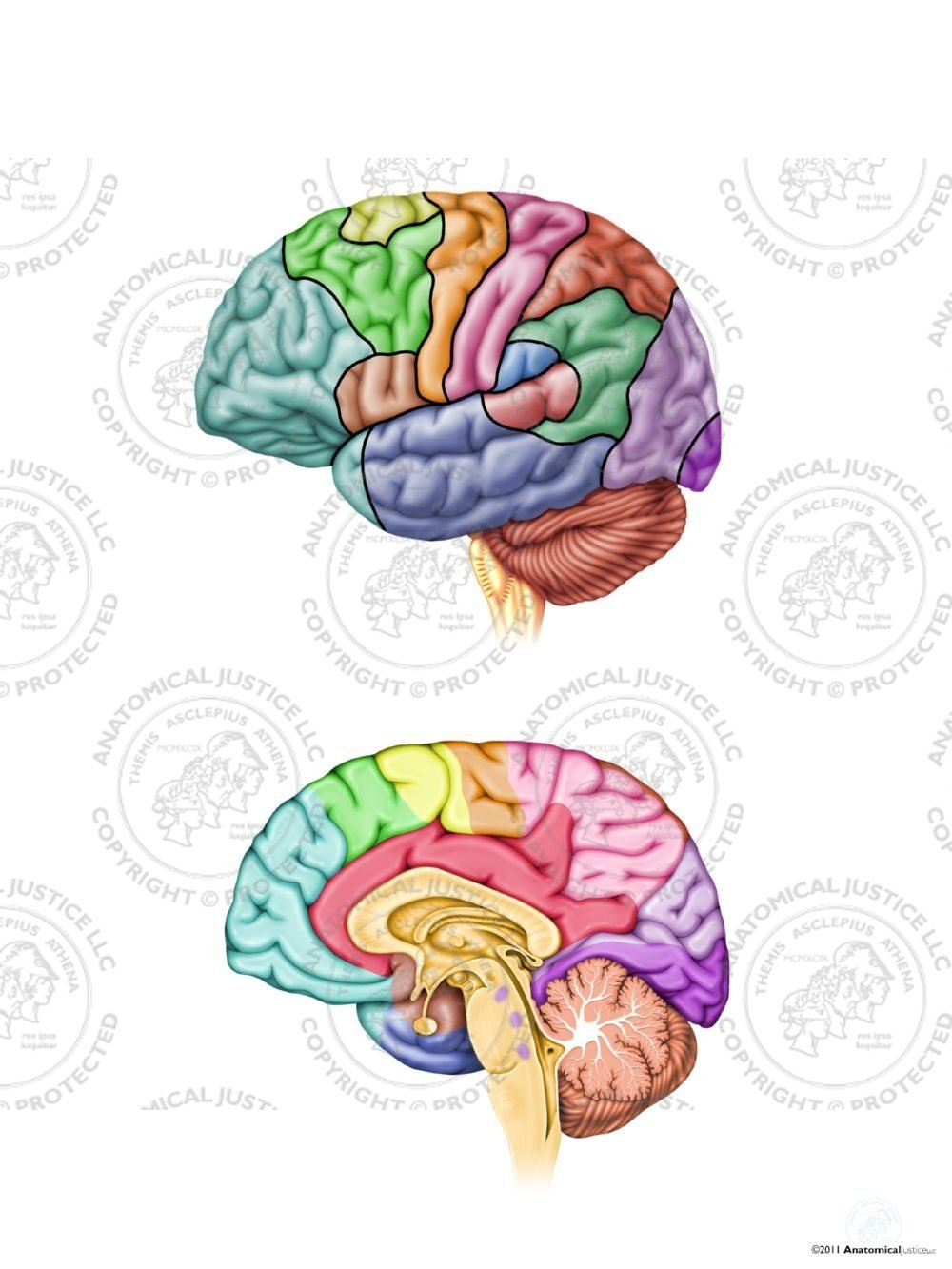 Anatomy and Functions of the Left Brain – No Text