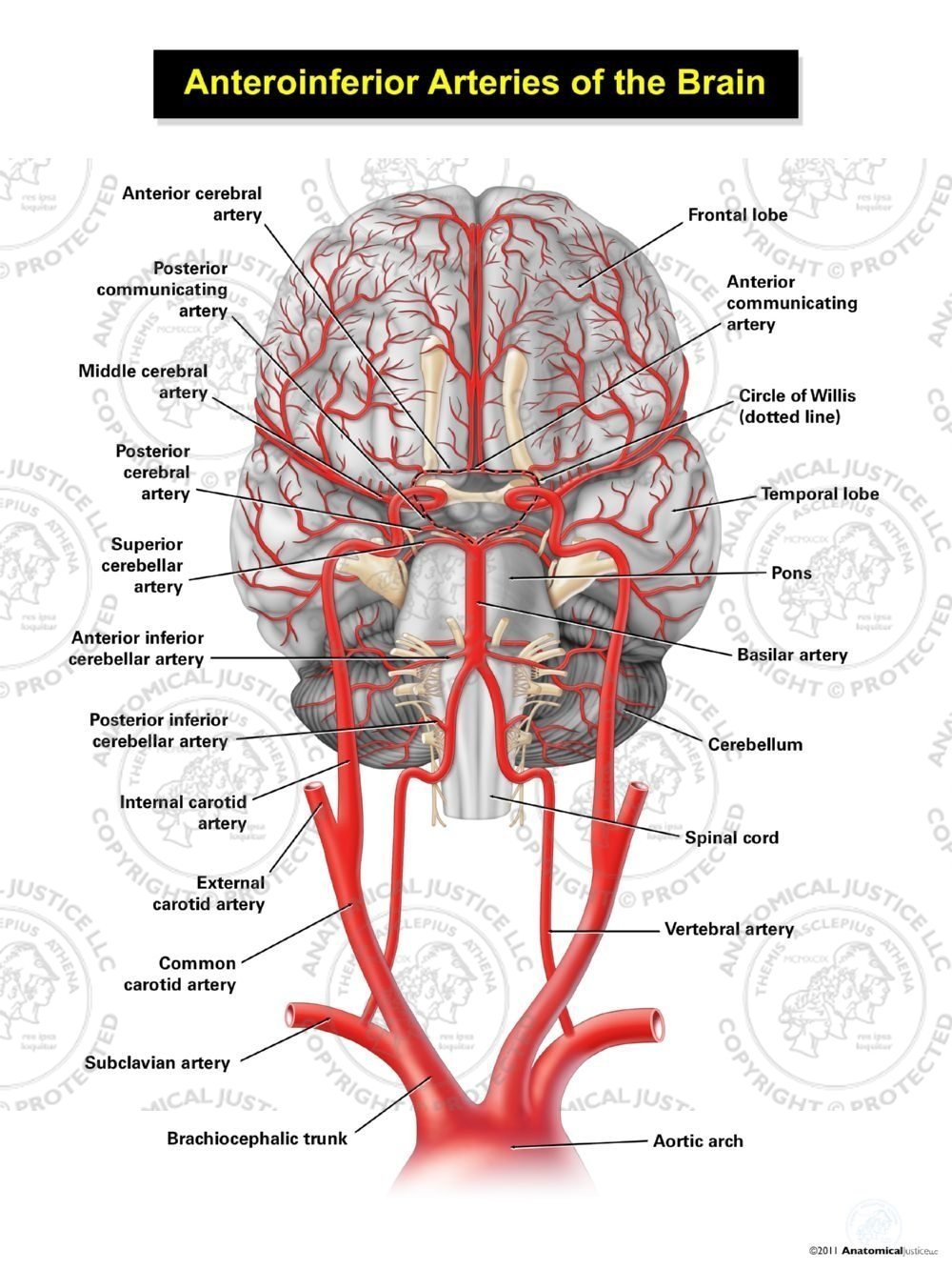 Cerebral Artery Anatomy - Anatomy Drawing Diagram