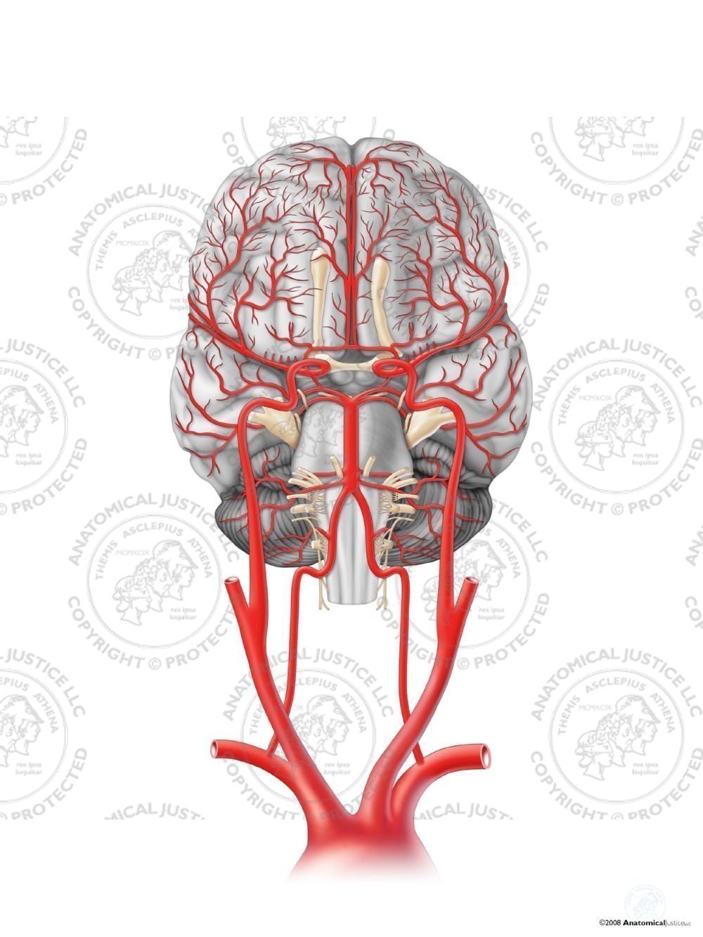 Anteroinferior Arteries of the Brain – No Text