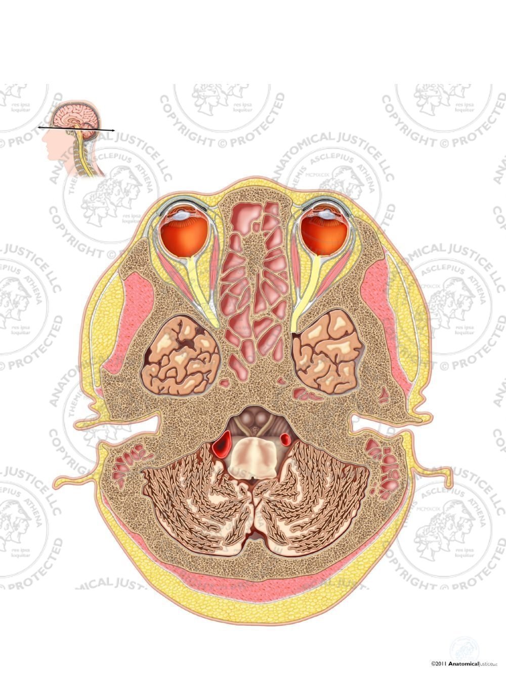 Cross Section of the Brain – Ocular Level – No Text