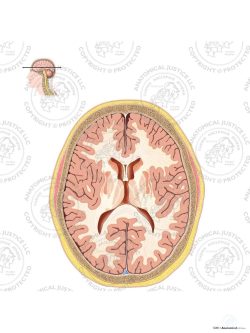 Cross Section of the Brain – Ventricular Level – No Text