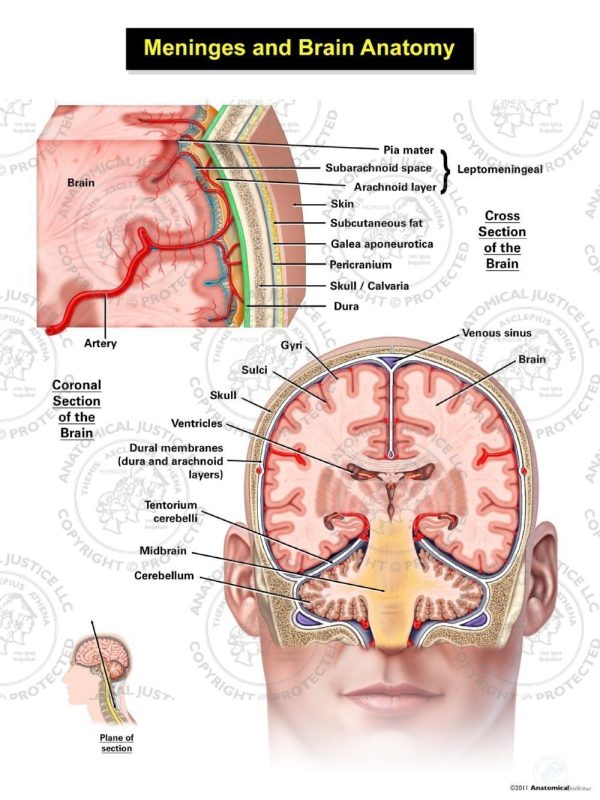 Meninges Of The Brain Adult