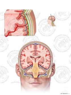 Meninges of the Brain – Adult – No Text