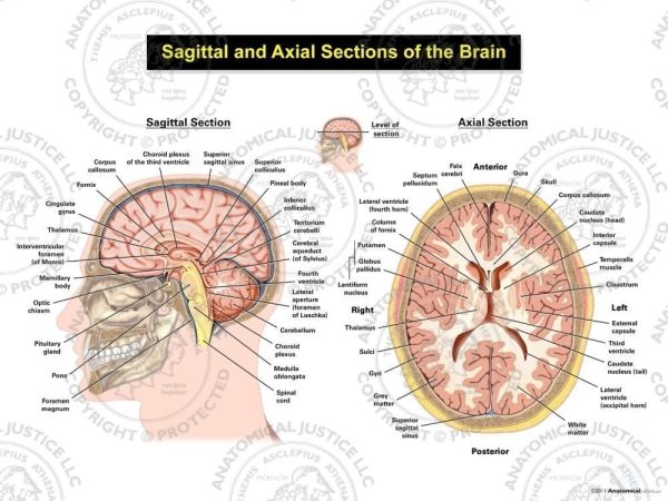 sagittal and axial sections of the brain