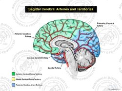 Sagittal Cerebral Arteries and Territories