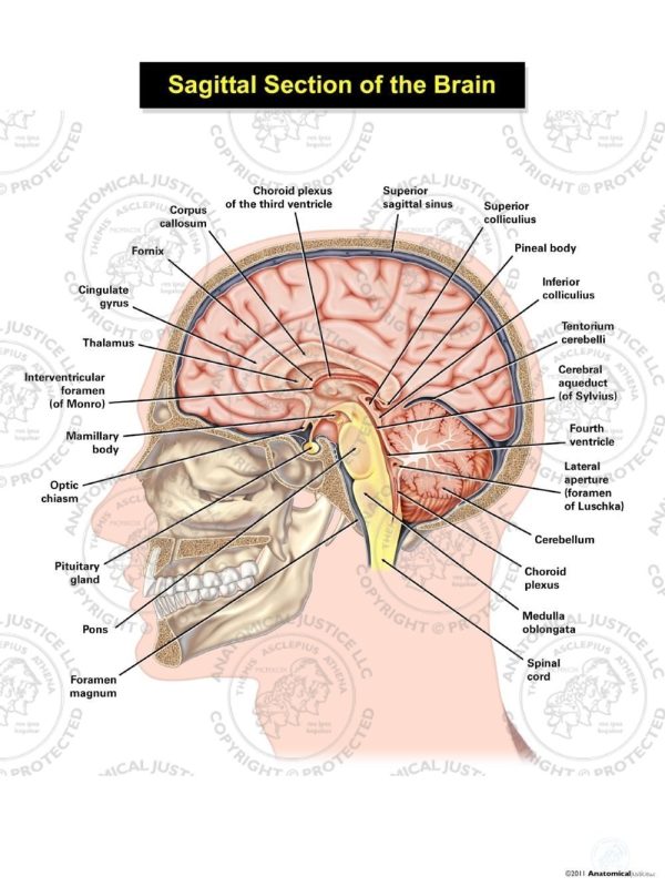 Sagittal Section of the Brain