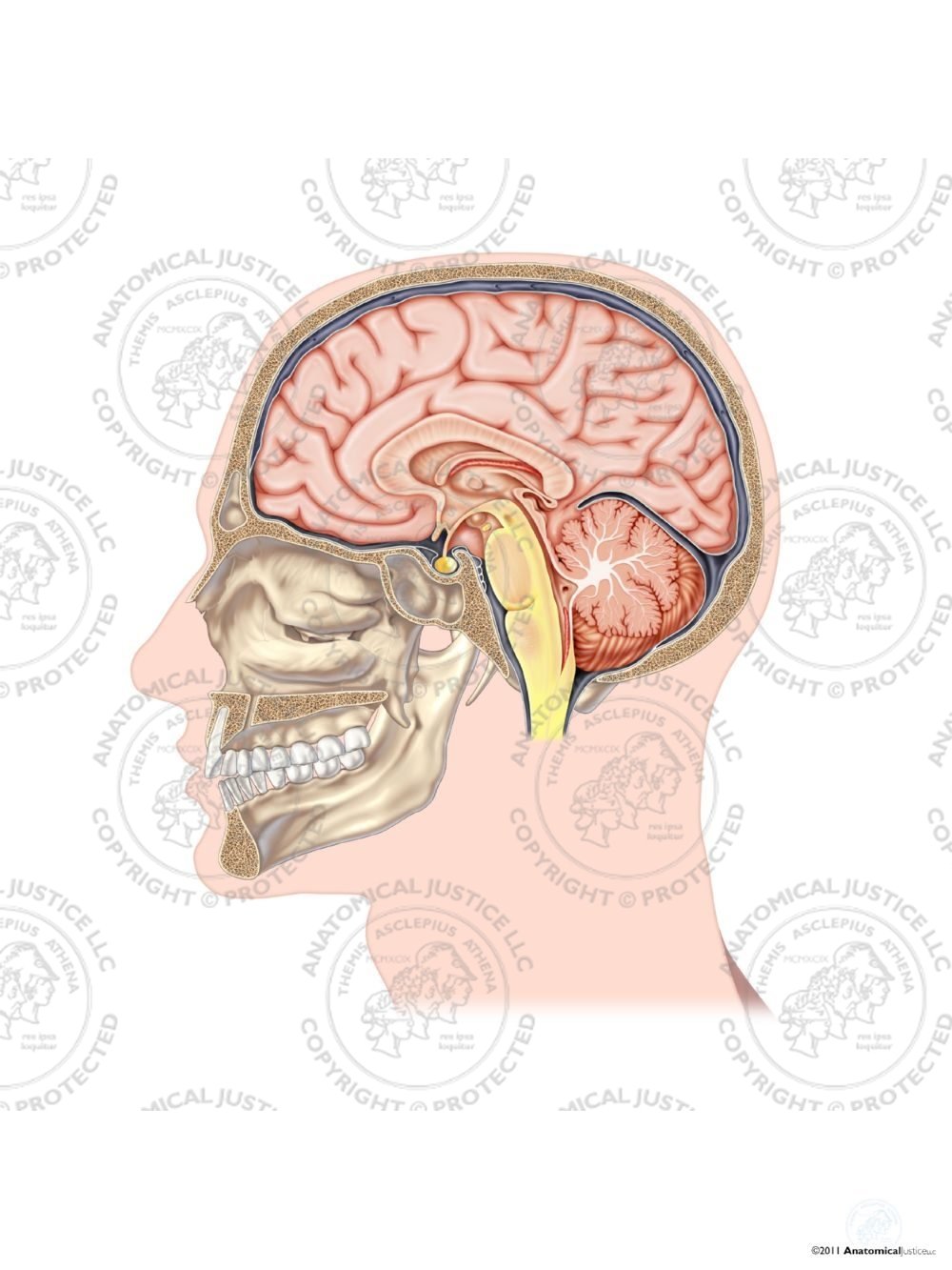 Sagittal Section of the Brain – No Text