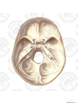 Interior View of the Inferior Skull – No Text