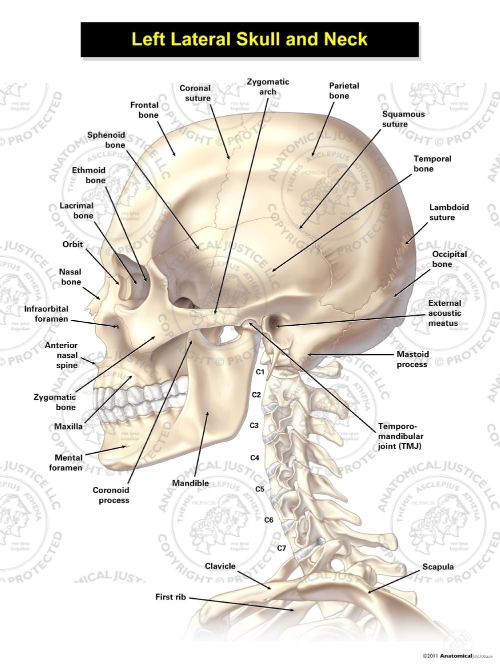 Left Lateral Skull and Neck