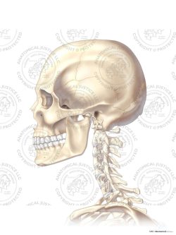 Left Lateral Skull and Neck – No Text