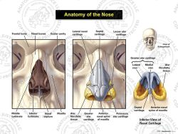 Anatomy of the Nose